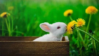 2025开云体育app网页版入口北青：申台龙执教国足传闻不攻自破，韩国籍教练不在足协选帅范围